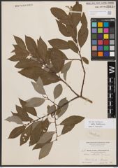 Salix bebbiana Sarg.